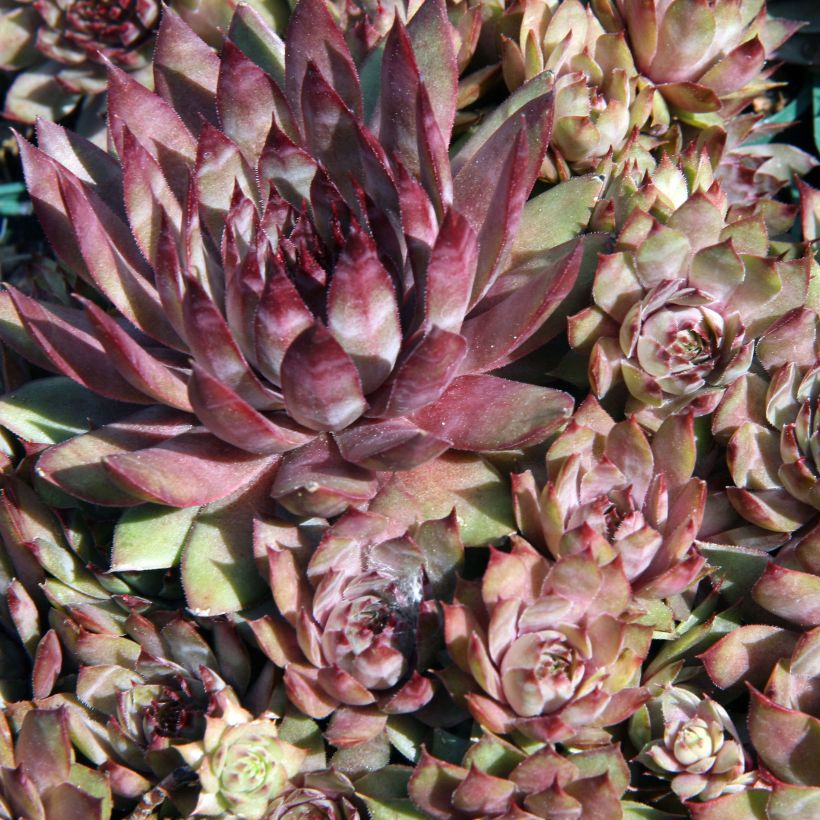 Sempervivum Purple Beauty - Semprevivo (Foliage)