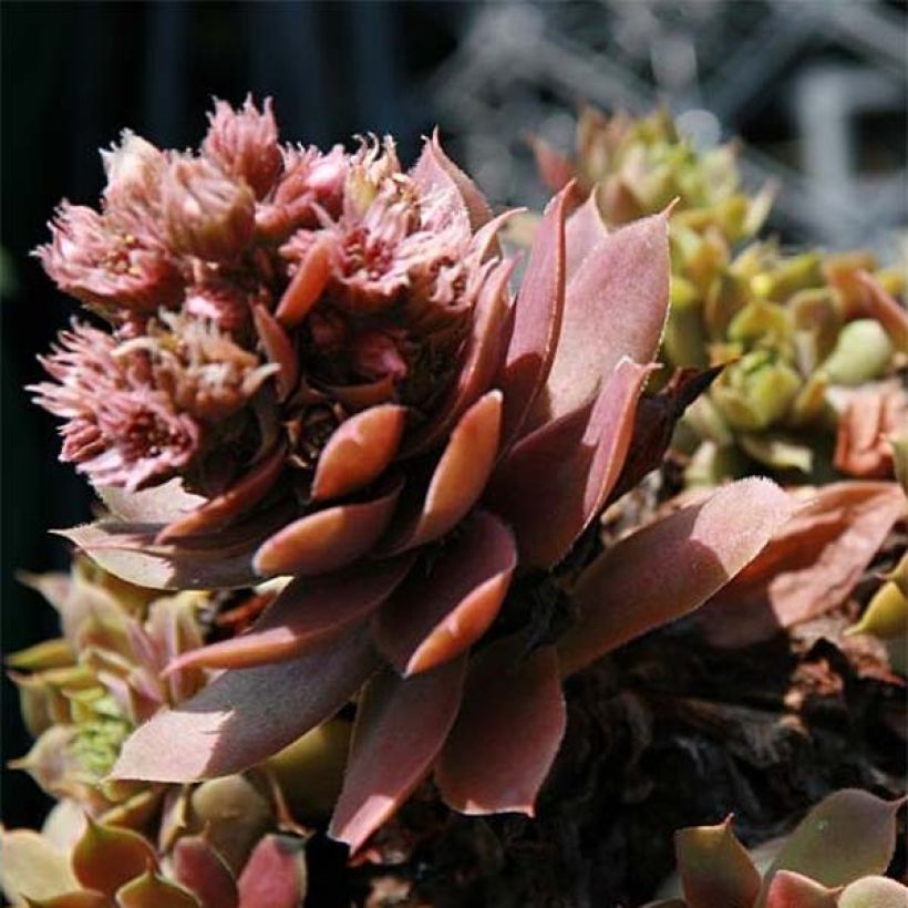 Sempervivum Purple Beauty - Semprevivo (Flowering)