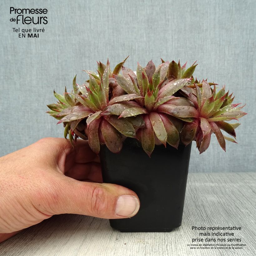 Example of Sempervivum Purple Beauty - Semprevivo Vasetto da 8/9 cm as you get in printemps
