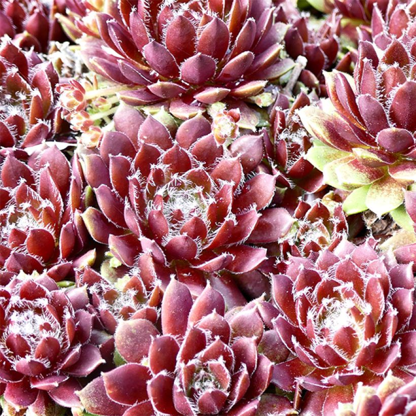 Sempervivum Silberkarneol - Semprevivo (Foliage)