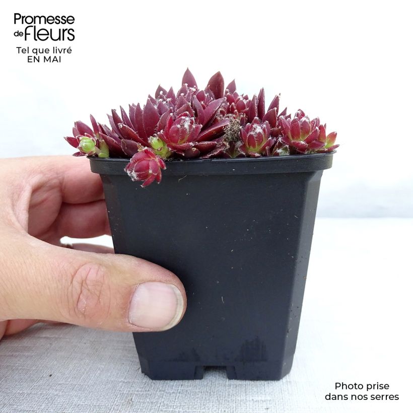 Example of Sempervivum Silberkarneol - Semprevivo Vasetto da 8/9 cm as you get in printemps