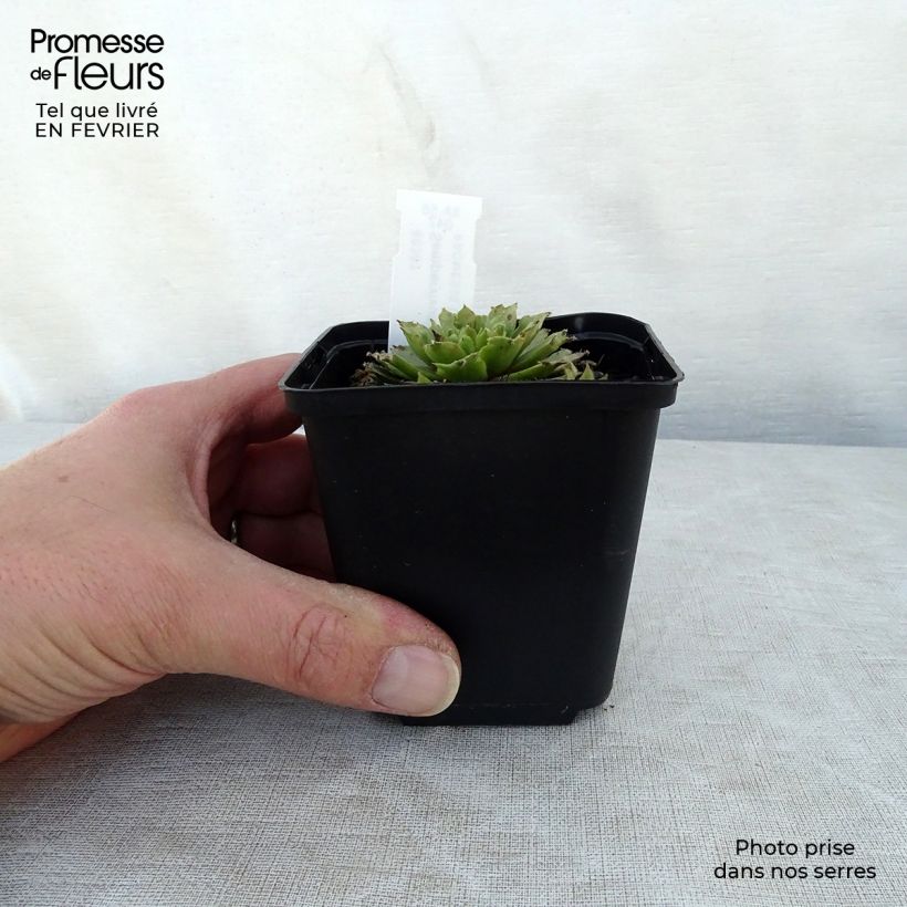 Sempervivum erythraeum Red Velvet Vasetto da 8/9 cm esemplare consegnato in inverno