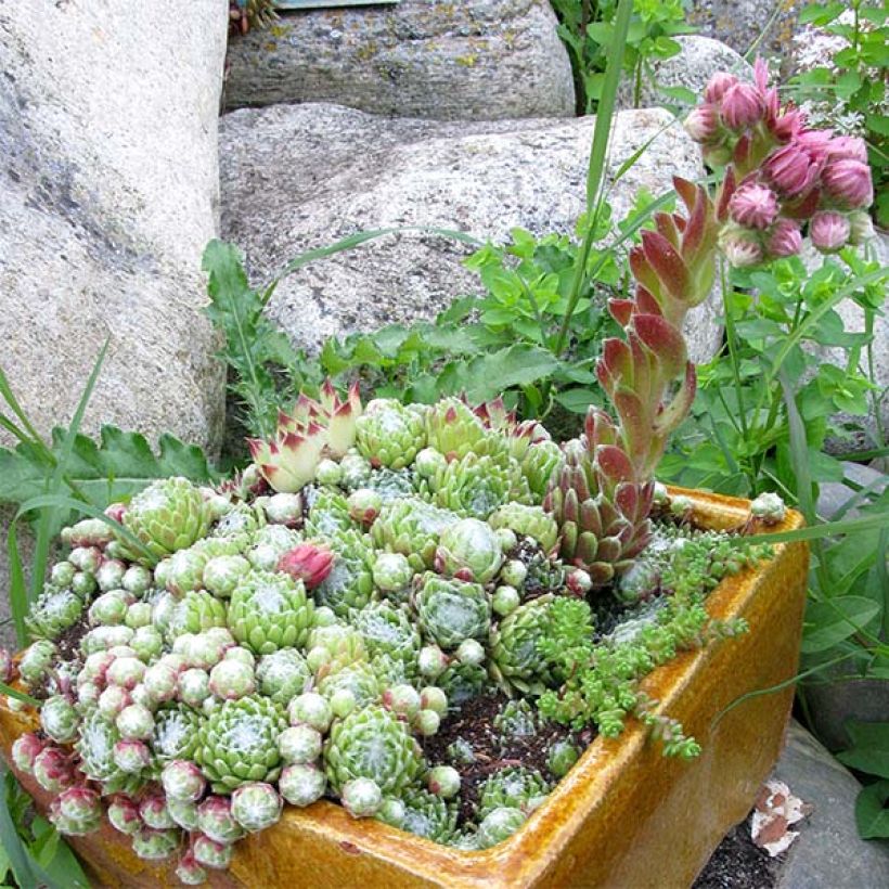 Sempervivum arachnoideum - Semprevivo ragnateloso (Plant habit)