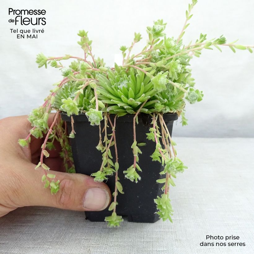 Example of Sempervivum arachnoideum - Semprevivo ragnateloso Vasetto da 8/9 cm as you get in printemps