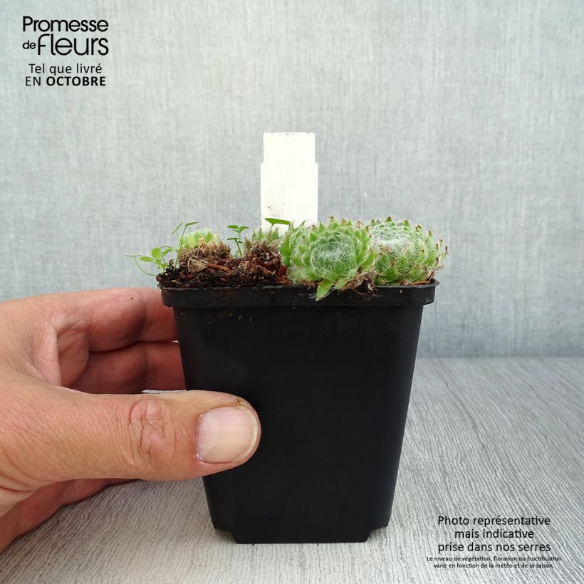 Esemplare di Sempervivum ciliosum var. borisii Vasetto da 8/9 cm come consegnato in autunno