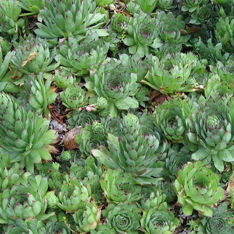Sempervivum tectorum - Semprevivo maggiore (Foliage)