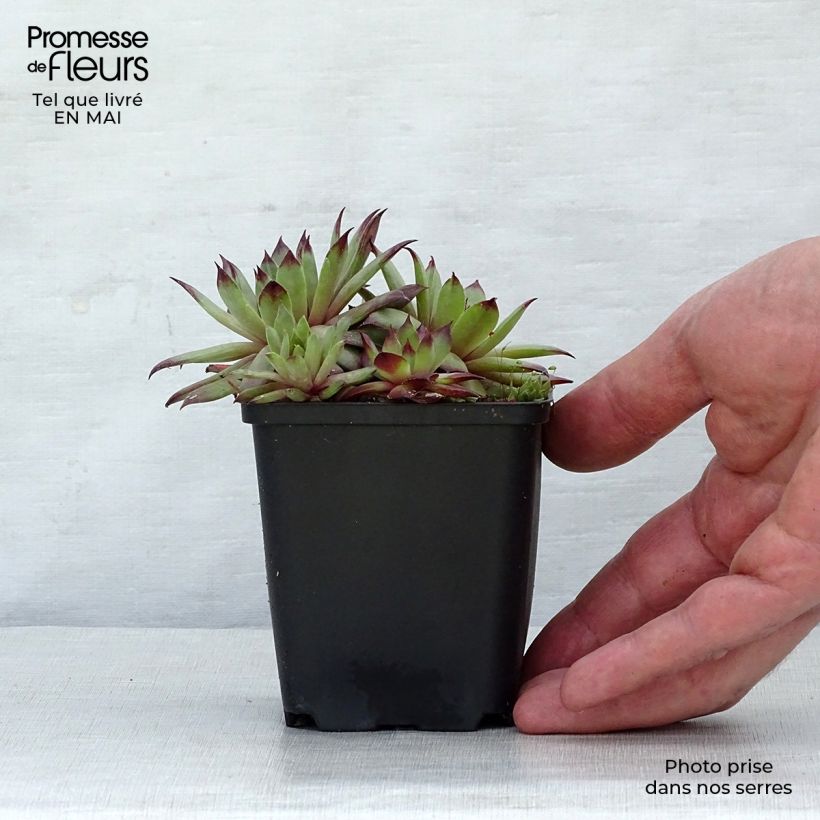 Example of Sempervivum tectorum - Semprevivo maggiore Vasetto da 8/9 cm as you get in printemps