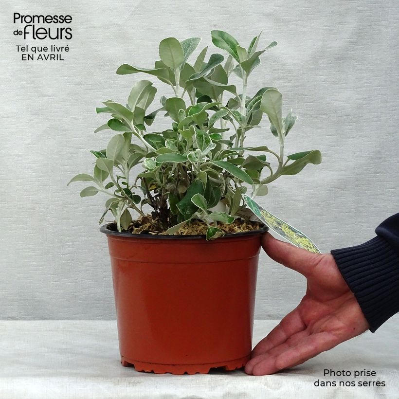 Example of Senecio greyi Sunshine Vaso da 2L/3L as you get in printemps