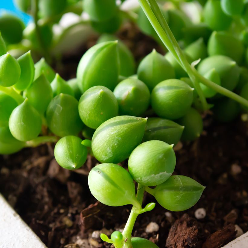 Pianta del rosario - Senecio herreianus (Fogliame)
