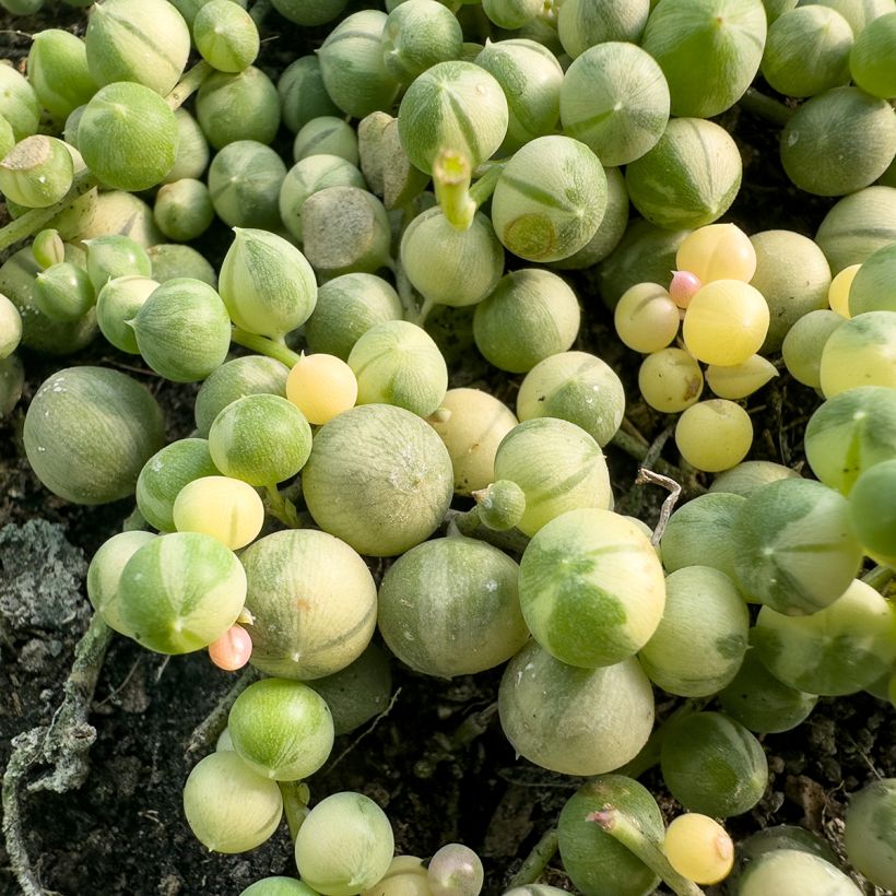Senecio rowleyanus Variegata - Pianta del Rosario (Fogliame)