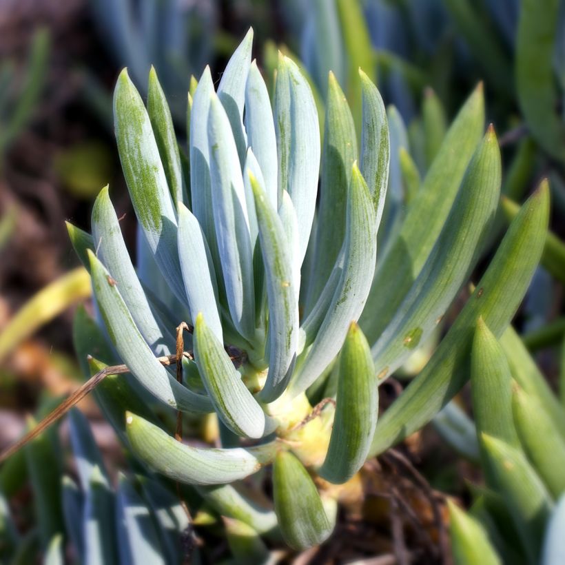 Senecio serpens (Fogliame)