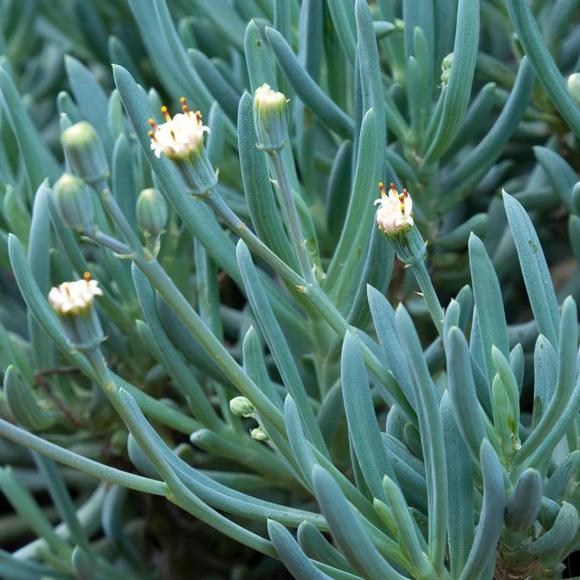 Senecio serpens (Fioritura)