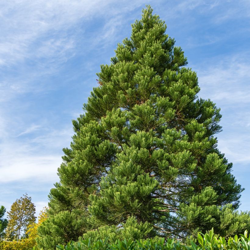 Sequoiadendron giganteum Greenpeace - Sequoia gigante (Plant habit)