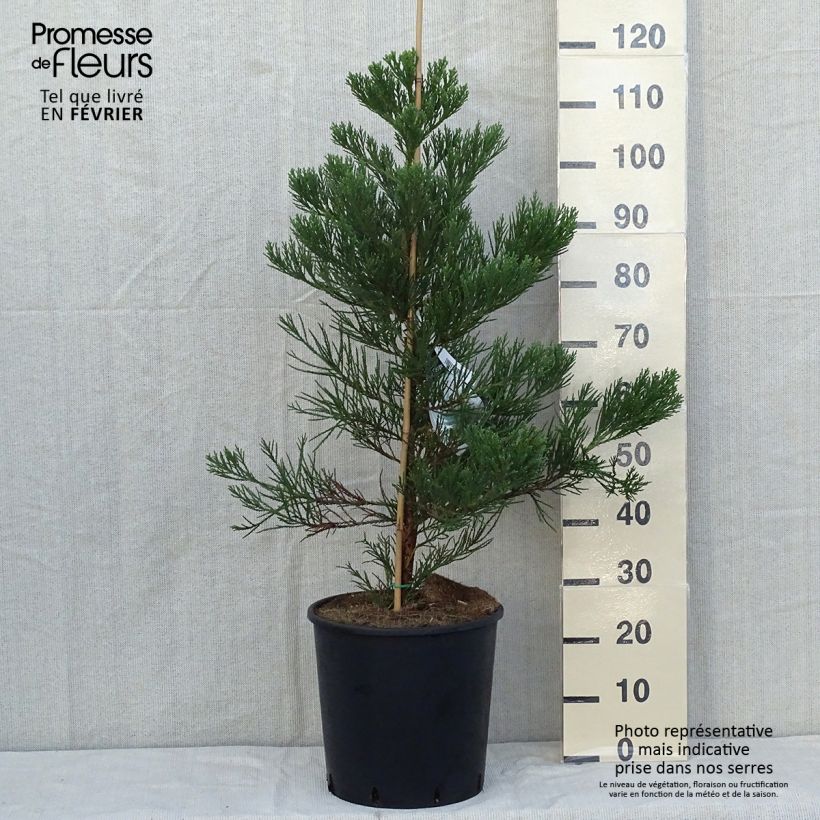 Example of Sequoiadendron giganteum Greenpeace - Sequoia gigante Vaso da 18L/20L as you get in automne