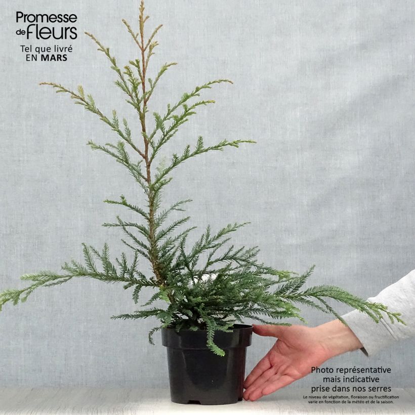 Example of Sequoia sempervirens Adpressa Vaso da 3L/4L as you get in printemps