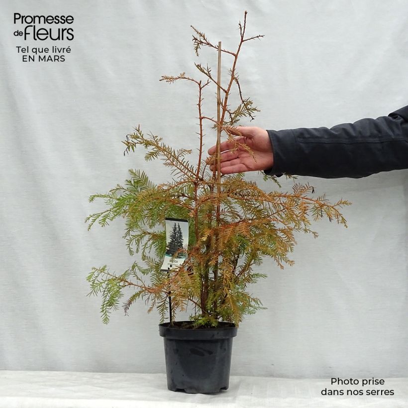 Example of Sequoia sempervirens Vaso da 3L/4L as you get in printemps