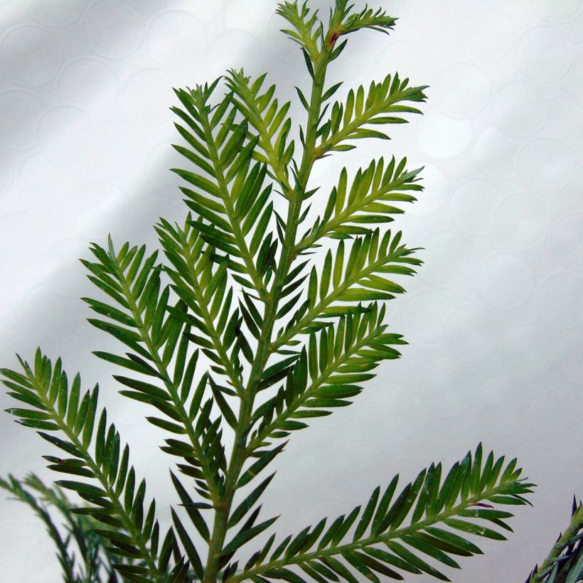 Sequoia sempervirens (Foliage)