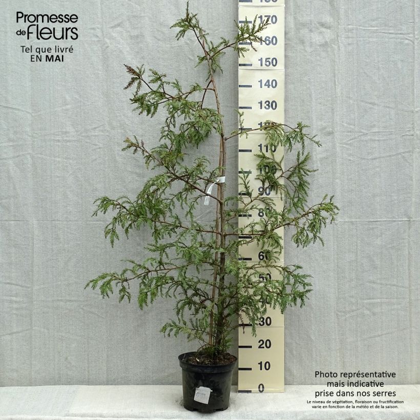Example of Sequoia sempervirens Vaso da 7,5L/10L as you get in printemps