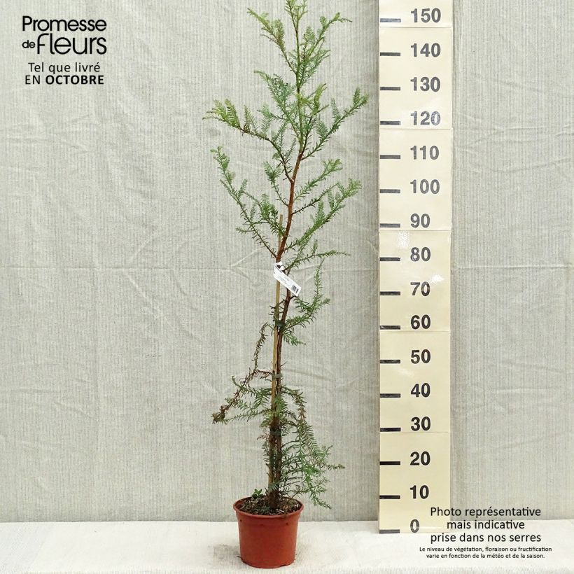 Esemplare di Sequoia sempervirens Vaso da 3L/4L come consegnato in autunno