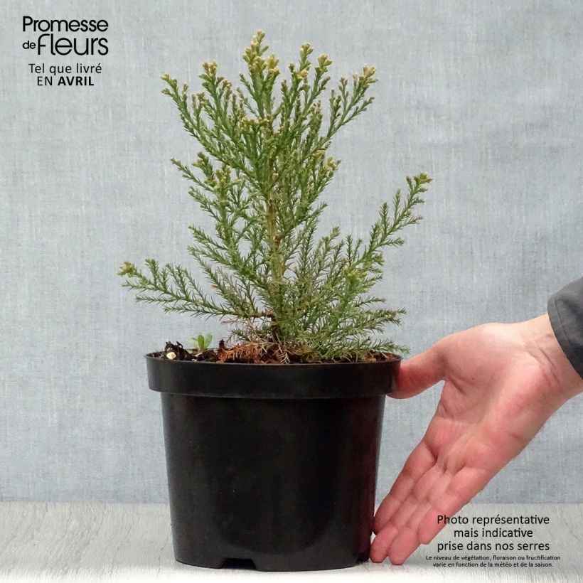 Example of Sequoiadendron giganteum - Sequoia gigante Vaso da 2L/3L as you get in printemps