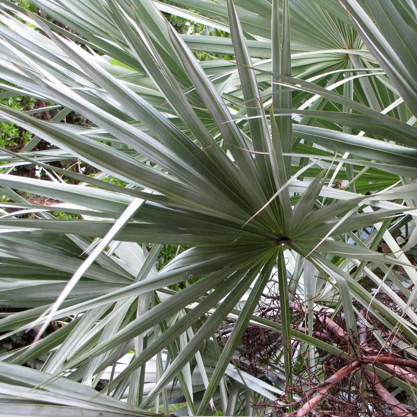 Serenoa repens Silver (Foliage)