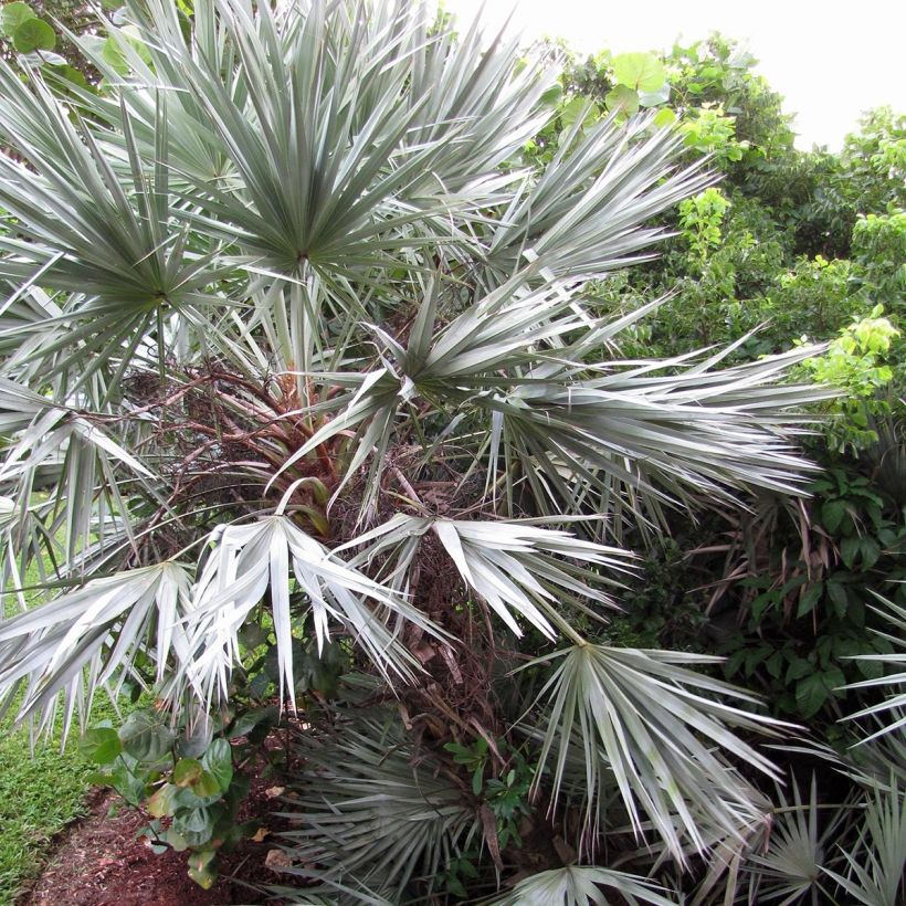 Serenoa repens Silver (Plant habit)