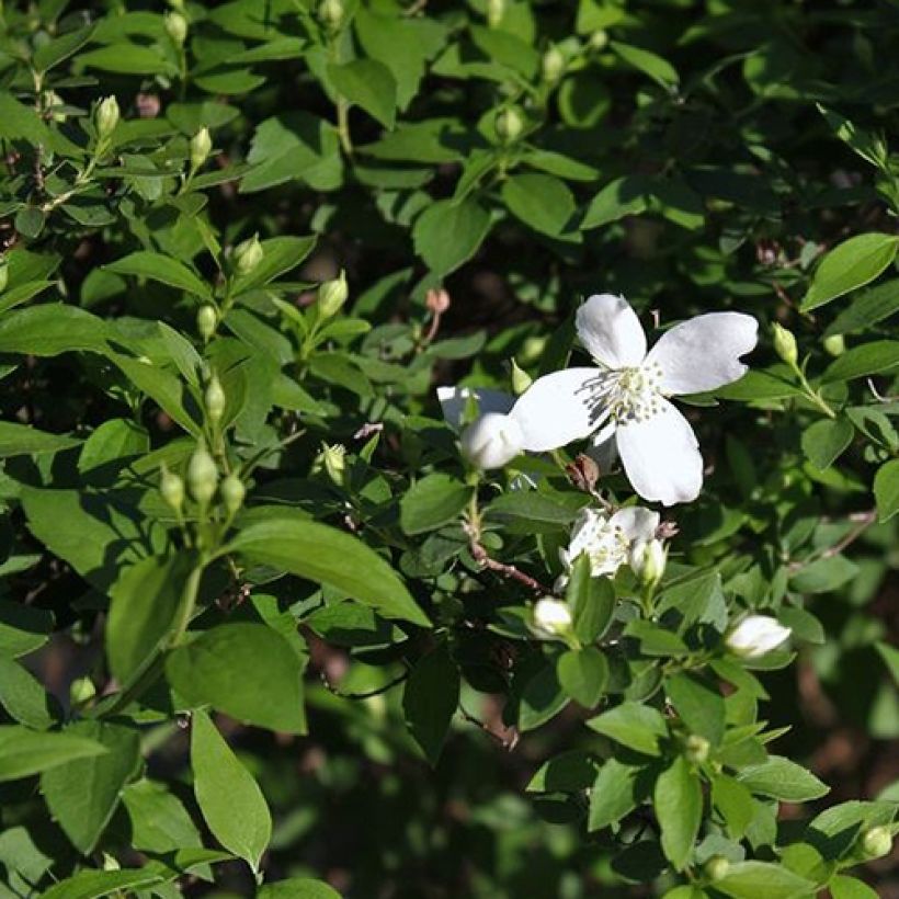Philadelphus lemoinei Silberregen - Filadelfo (Foliage)