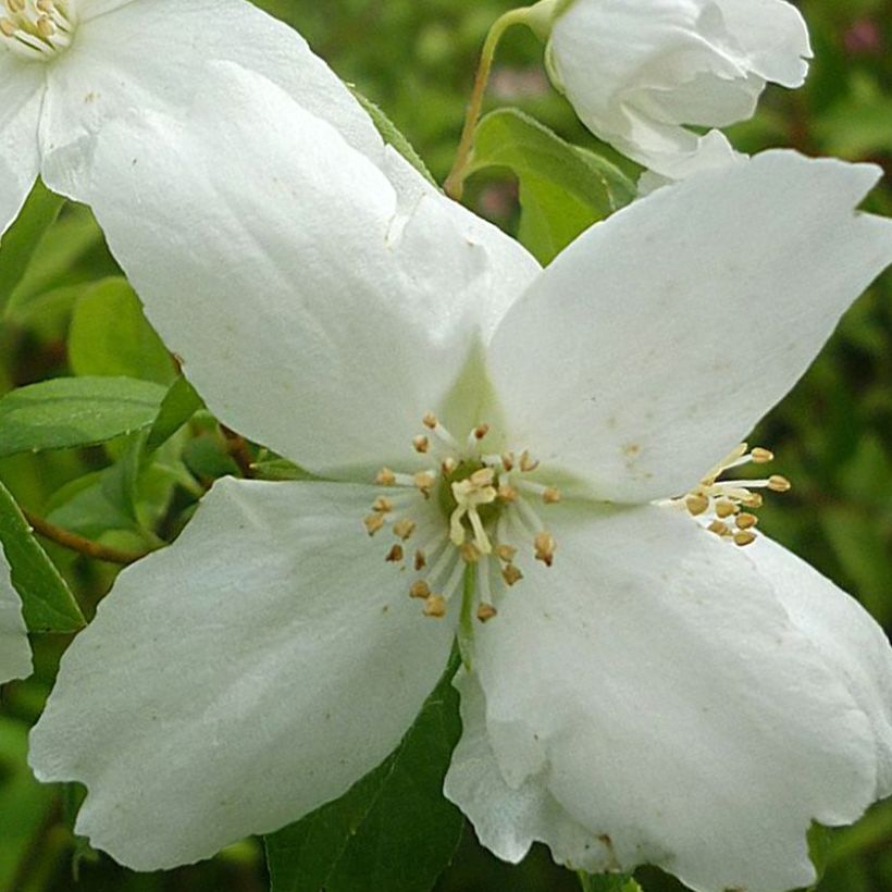 Philadelphus lemoinei Silberregen - Filadelfo (Flowering)