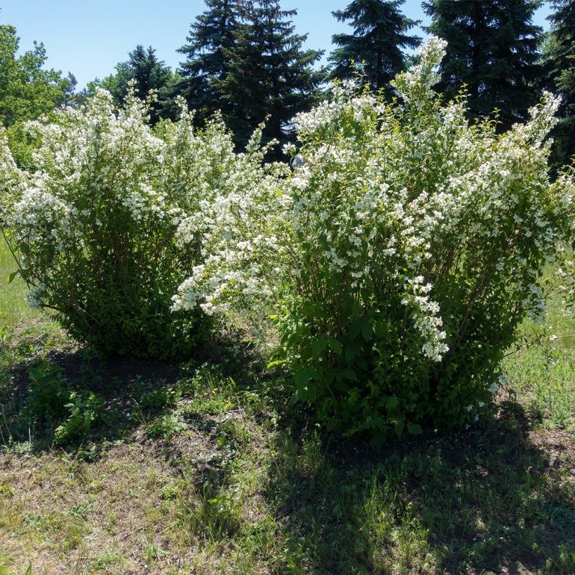 Philadelphus lemoinei Silberregen - Filadelfo (Plant habit)