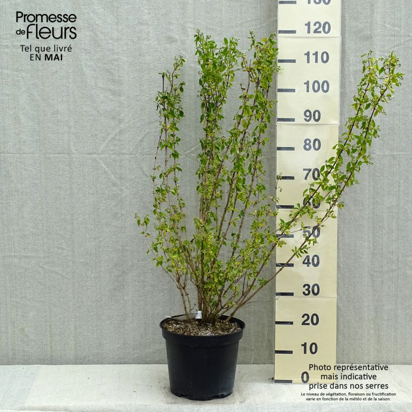 Philadelphus Snowbelle - Filadelfo Vaso da 7,5L/10L esemplare consegnato in primavera