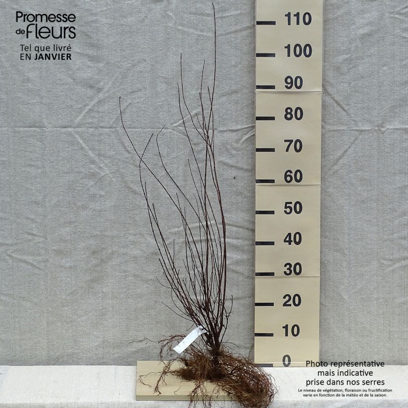 Philadelphus lemoinei - Filadelfo Piante piccole a radice nuda esemplare consegnato in inverno
