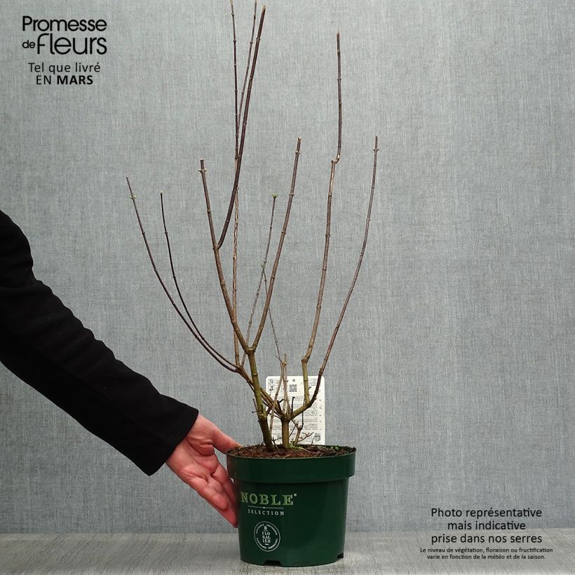 Example of Philadelphus lemoinei Innocence - Filadelfo Vaso da 3L/4L as you get in printemps