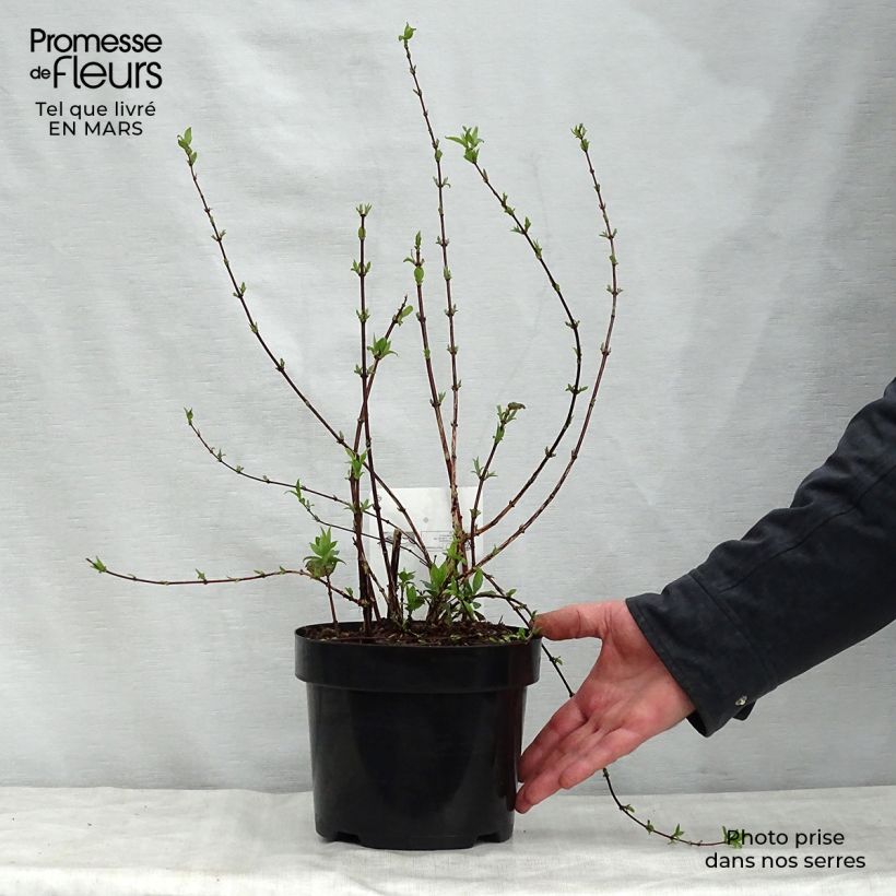 Philadelphus Belle Etoile - Filadelfo Vaso da 3L/4L esemplare consegnato in primavera