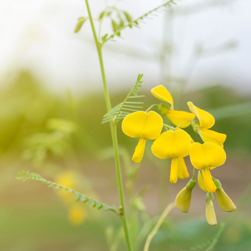 Sesbania javanica (Fioritura)