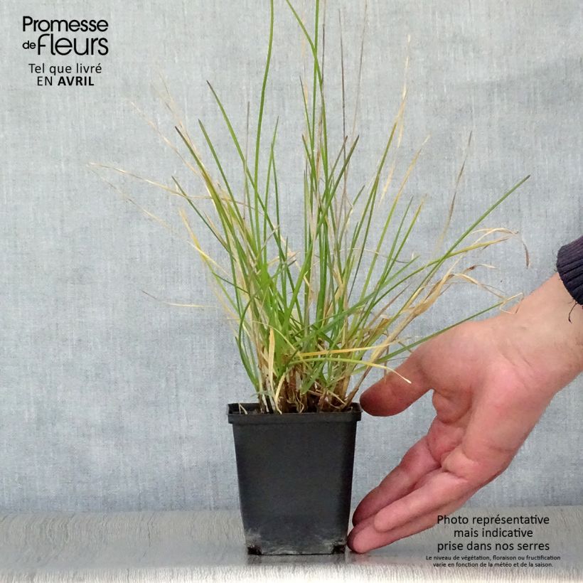 Example of Sesleria argentea Vasetto da 8/9 cm as you get in printemps