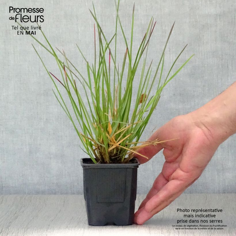 Example of Sesleria heufleriana Vasetto da 8/9 cm as you get in printemps
