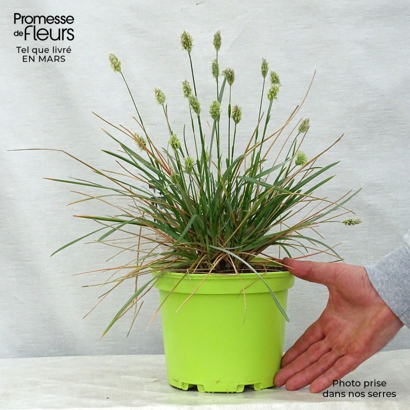 Example of Sesleria heufleriana Vaso da 2L/3L as you get in printemps