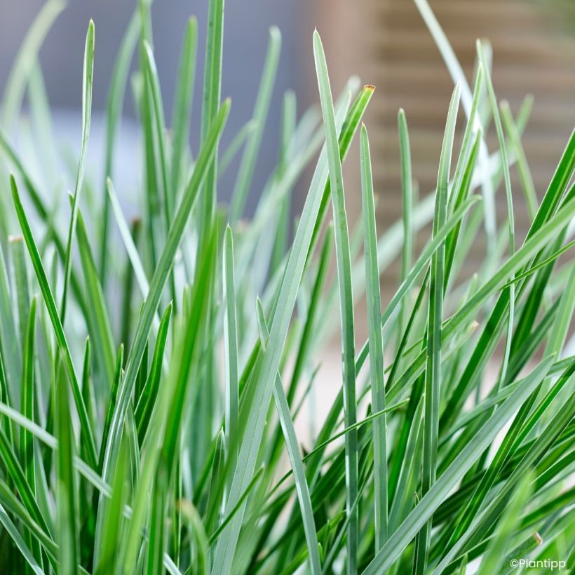 Sesleria heufleriana Blue Porcupine (Fogliame)