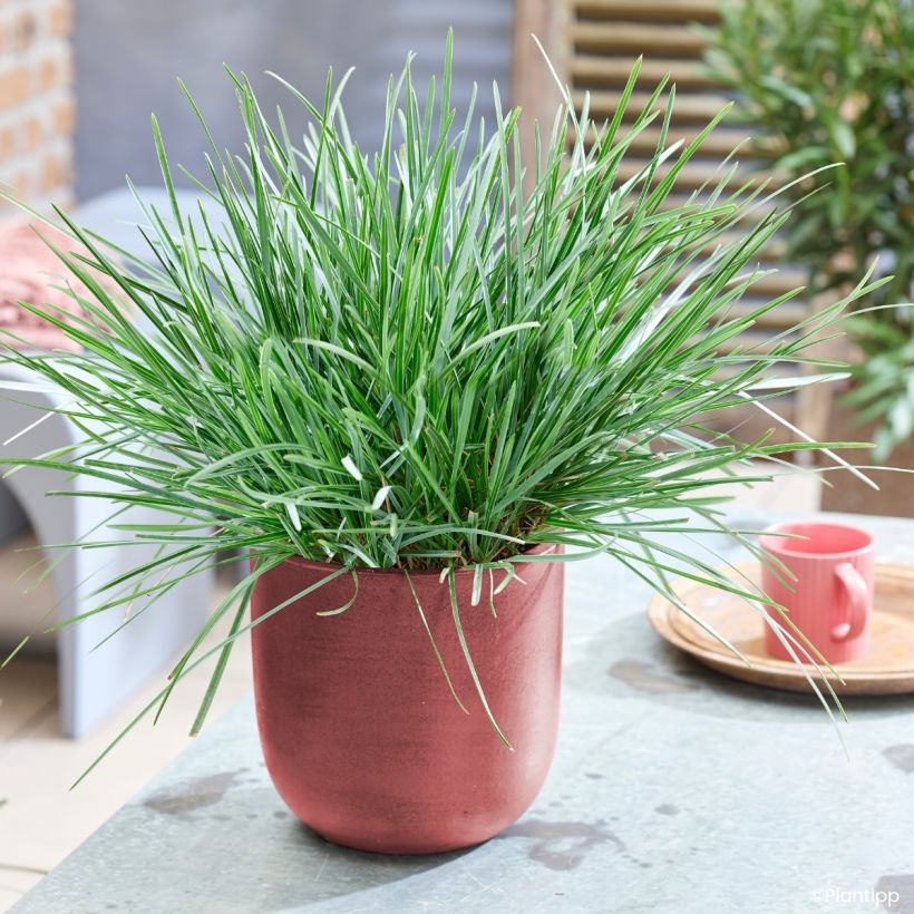 Sesleria heufleriana Blue Porcupine (Porto)