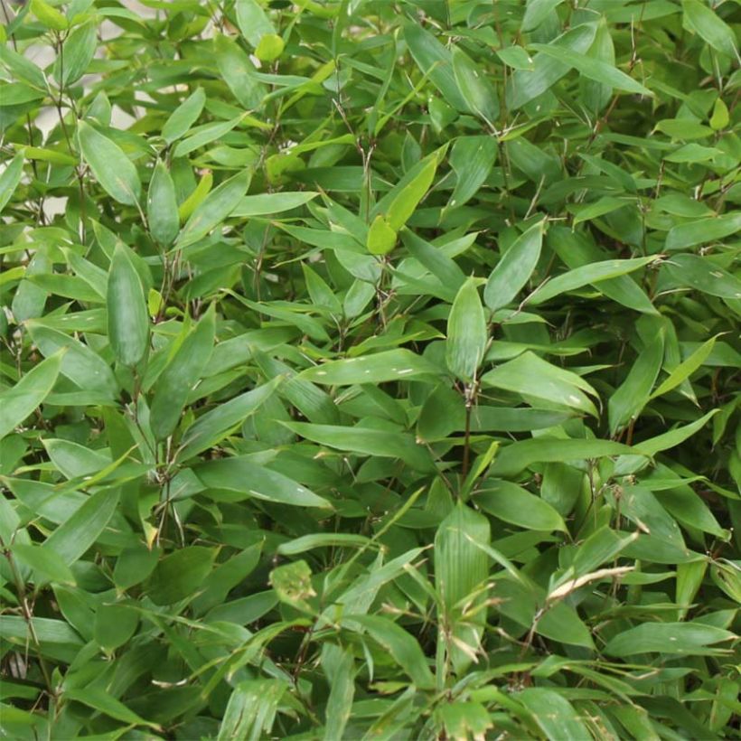 Shibataea kumasaca (Foliage)