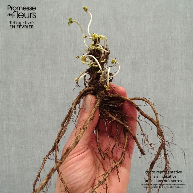 Example of Sidalcea Candy Girl Piante piccole a radice nuda as you get in hiver