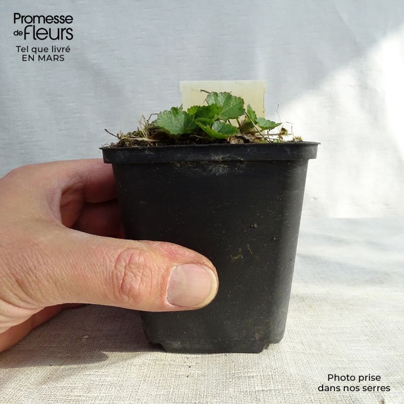 Sidalcea Oberon Vasetto da 8/9 cm esemplare consegnato in primavera