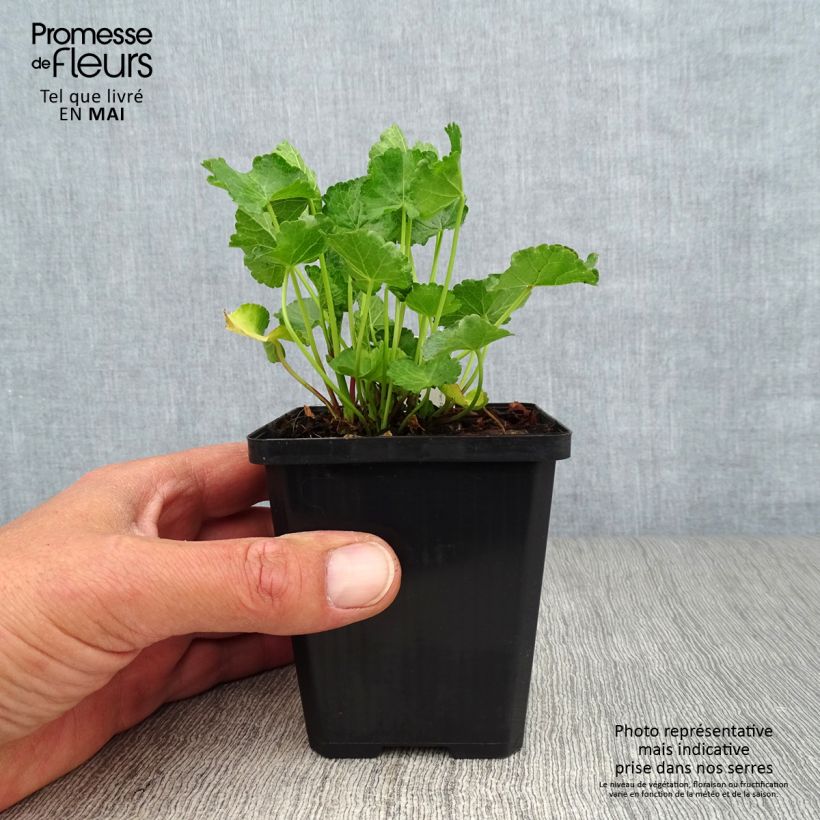 Sidalcea Party Girl Vasetto da 8/9 cm esemplare consegnato in primavera