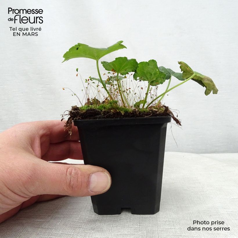 Sidalcea malviflora Elsie Heugh Vasetto da 8/9 cm esemplare consegnato in primavera