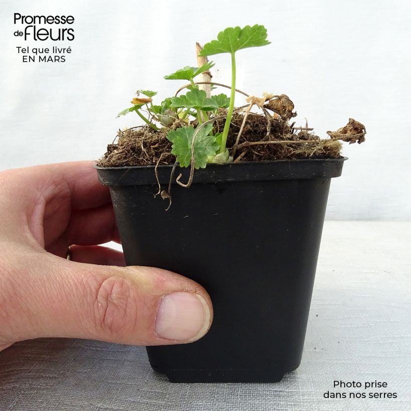 Example of Sidalcea candida Vasetto da 8/9 cm as you get in printemps