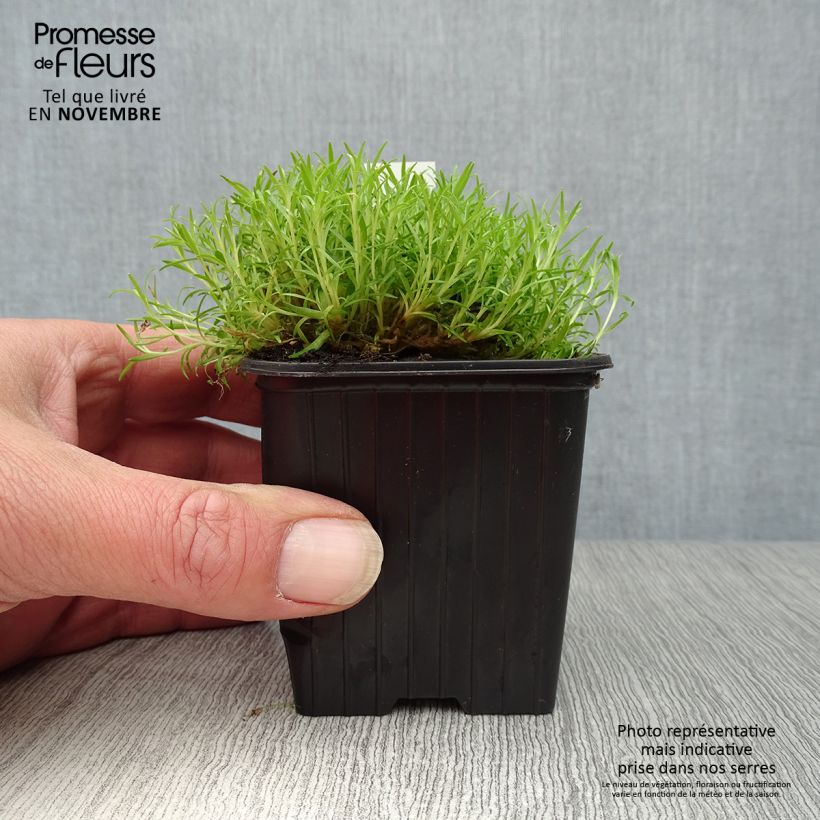 Esemplare di Silene acaulis - Silene a cuscinetto Vasetto da 7/8 cm come consegnato in autunno