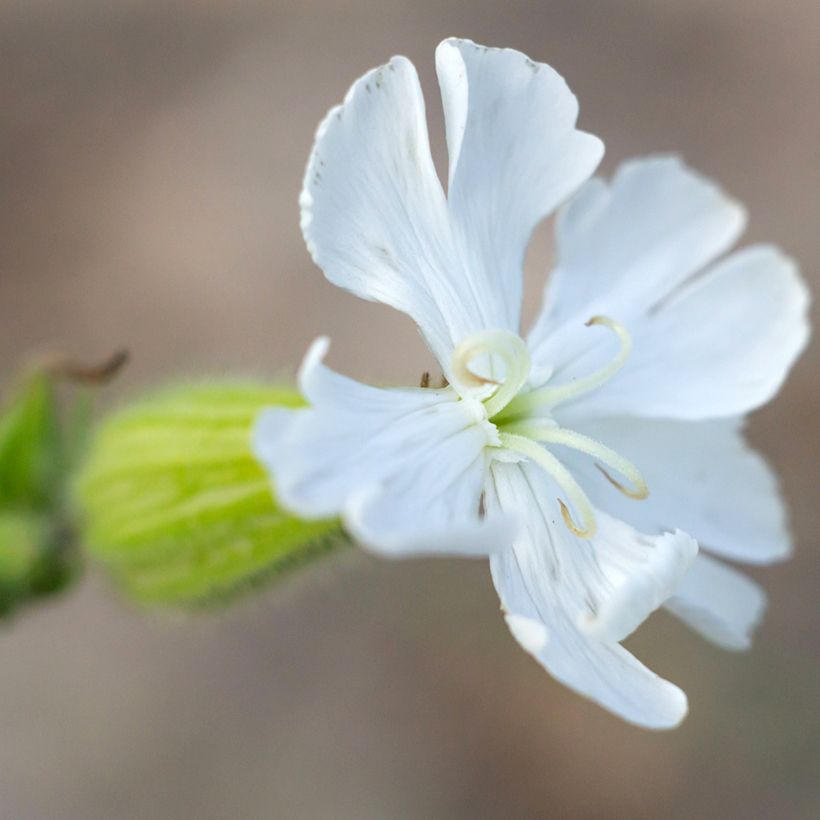 Silene latifolia subsp. alba (Fioritura)