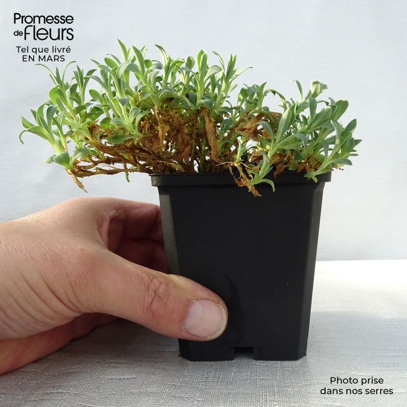 Silene uniflora Weisskehlchen Vasetto da 8/9 cm esemplare consegnato in primavera