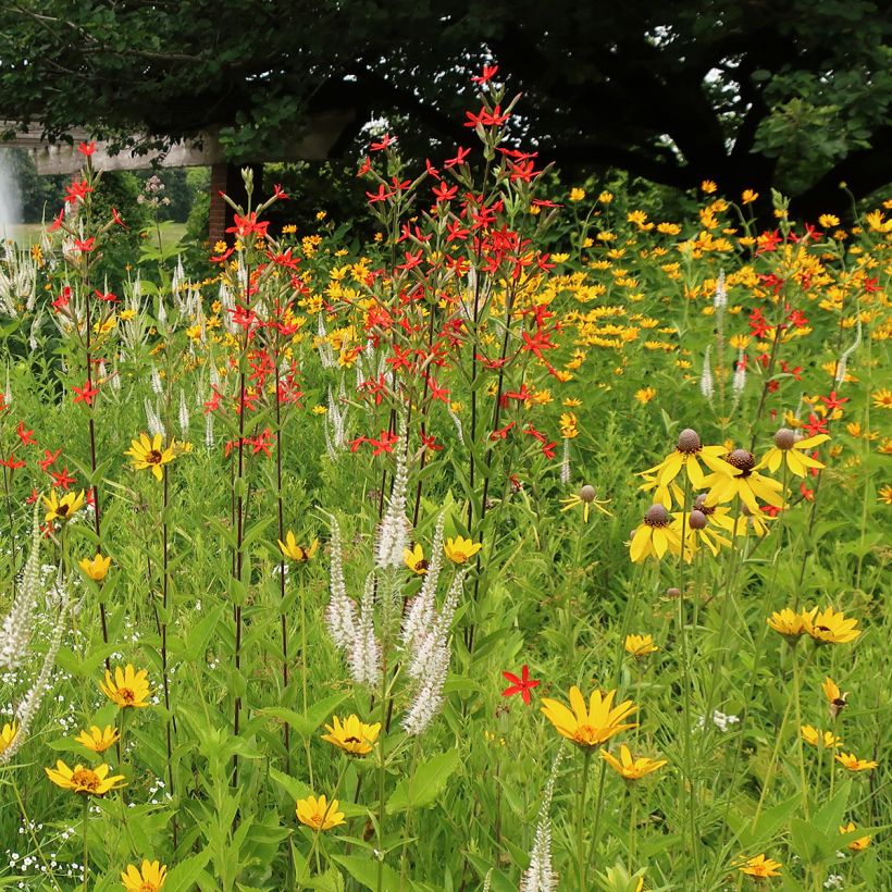 Silene regia (Porto)