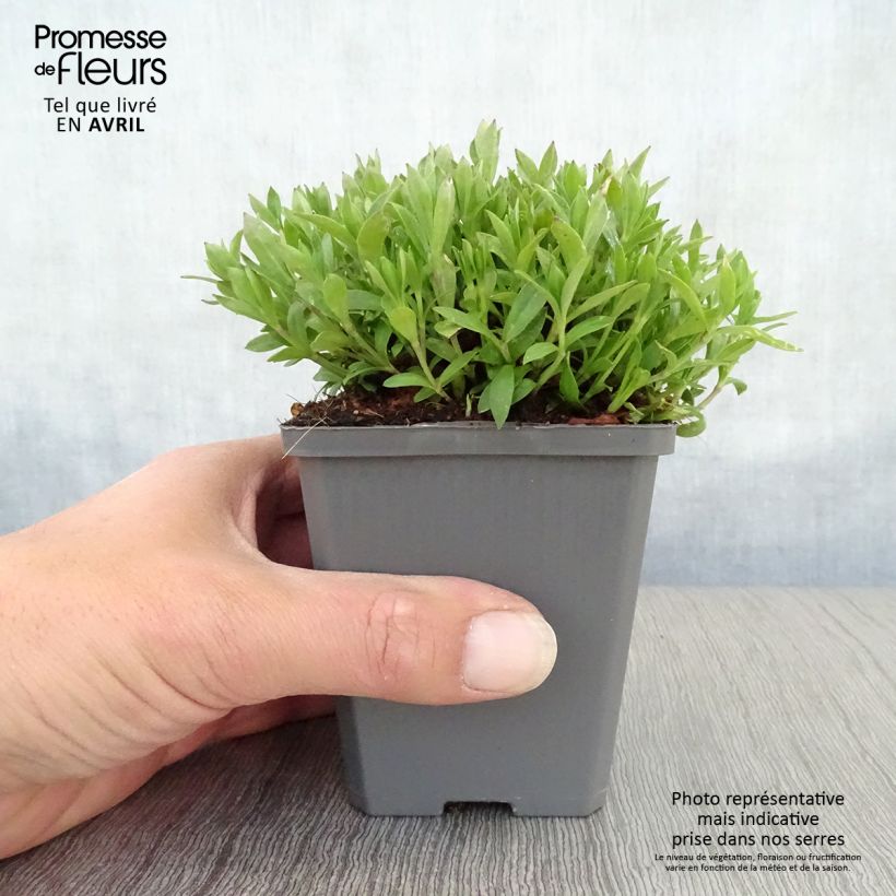 Example of Silene schafta Vasetto da 8/9 cm as you get in printemps